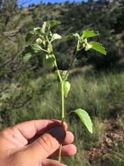 Physalis neomexicana
