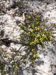 Pseudanthus orientalis