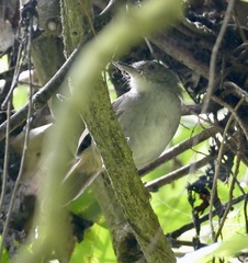 Pachycephala sulfuriventer
