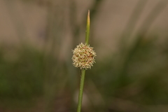 Chorizandra sphaerocephala