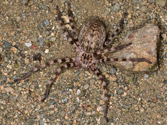 Eusparassus walckenaeri