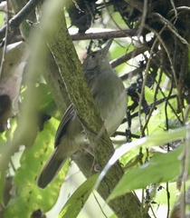 Pachycephala sulfuriventer