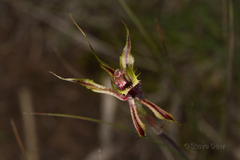Caladenia attingens