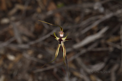 Caladenia attingens