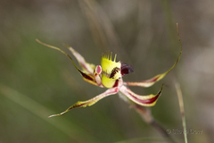Caladenia attingens