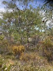 Leucadendron linifolium