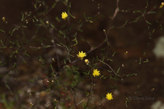 Podolepis capillaris