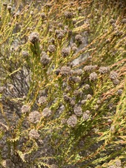 Leucadendron linifolium