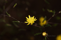 Podolepis capillaris