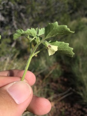 Physalis neomexicana