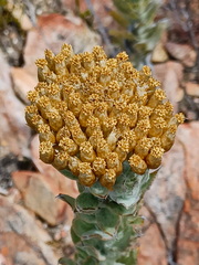 Syncarpha milleflora