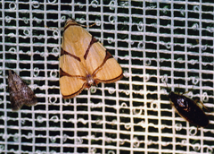 Eulepidotis perducens
