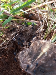 Polyrhachis lacteipennis