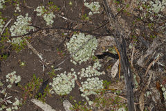 Actinobole