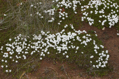 Borya sphaerocephala