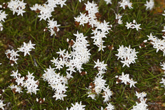 Borya sphaerocephala