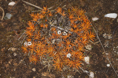 Borya sphaerocephala