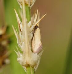 Edosa ochranthes