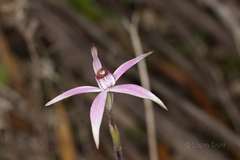 Caladenia hirta rosea