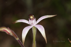 Caladenia hirta rosea