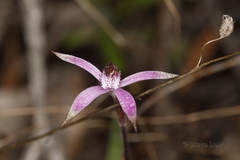 Caladenia hirta rosea