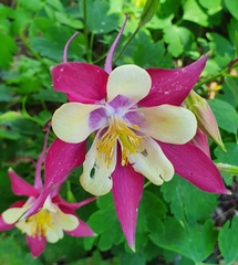 Aquilegia