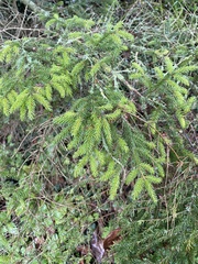 Cryptomeria japonica