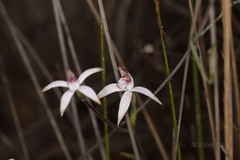 Caladenia hirta rosea