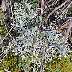 Cladonia rangiformis