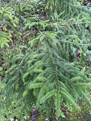 Cryptomeria japonica