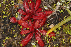 Drosera bulbosa