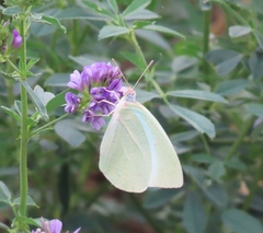Catopsilia florella