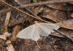 Poecilasthena pulchraria