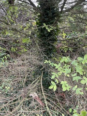 Cryptomeria japonica