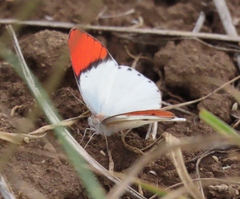 Colotis annae annae
