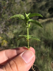 Acalypha neomexicana