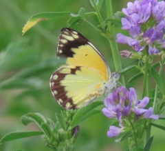 Belenois creona severina