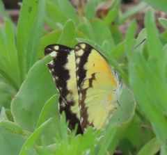 Belenois creona severina