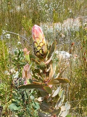 Protea eximia