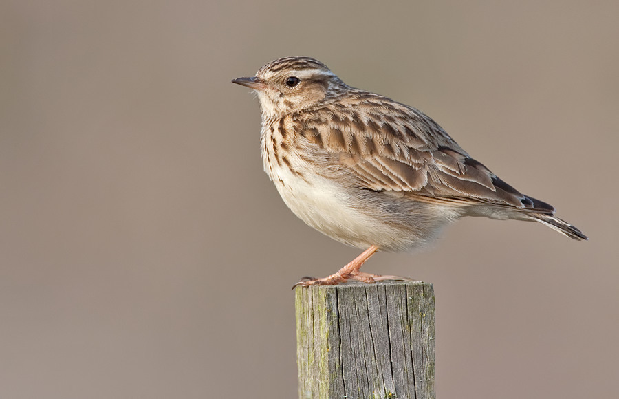 Woodlark