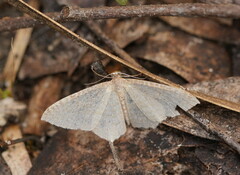 Poecilasthena pulchraria
