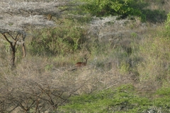 Tragelaphus sylvaticus