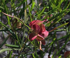Dodonaea viscosa angustissima