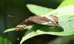 Lexias aeetes