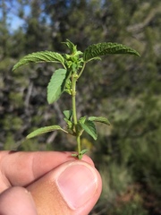 Acalypha neomexicana