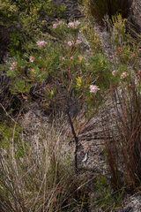 Serruria ascendens