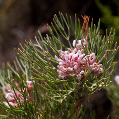 Serruria ascendens