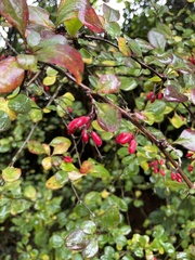 Berberis vulgaris