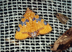 Eulepidotis hermura