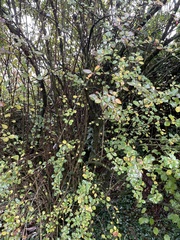 Berberis vulgaris